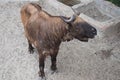 Bhutan takinÃÂ or Mishmi takin. Close-up view